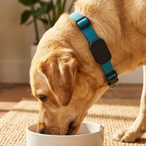 Everguard™ GPS Pet Tracking Collar